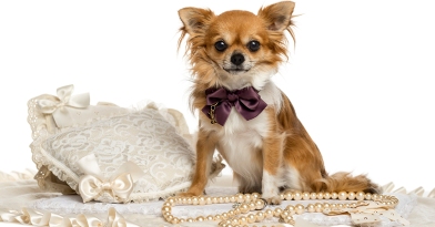 Chihuahua wearing a bow tie sitting, looking at the camera, isolated on white