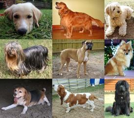 razas de perro